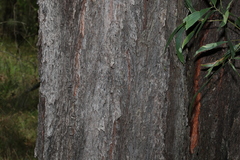Eucalyptus crebra