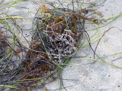 Sargassum horneri