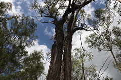 Eucalyptus crebra