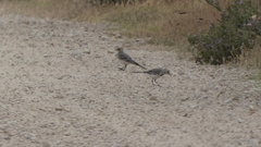 Motacilla alba alba