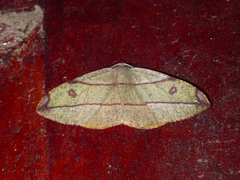 Hypochrosis hyadaria