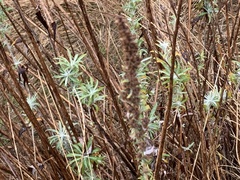 Diplacus aurantiacus