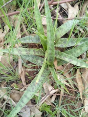 Ledebouria luteola