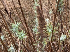 Diplacus aurantiacus