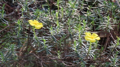 Cistus calycinus