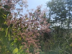 Heliocarpus occidentalis