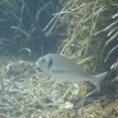 Sparus auratus