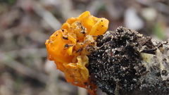 Tremella