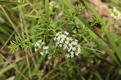 Platysace ericoides