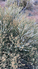 Lepidospartum squamatum