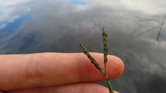 Paspalum distichum