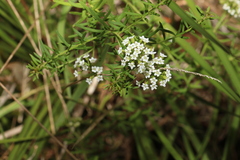 Platysace ericoides