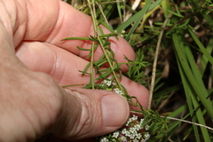 Platysace ericoides
