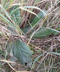 Symphytum officinale