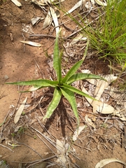 Ledebouria luteola