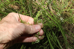 Platysace ericoides