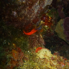 Microlipophrys nigriceps