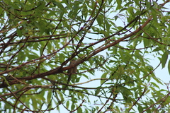 Haemorhous mexicanus