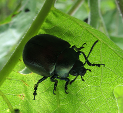 Leptinotarsa behrensi
