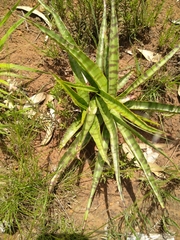 Ledebouria luteola