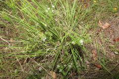 Platysace ericoides