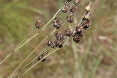 Haemodorum austroqueenslandicum