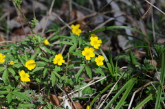 Anemonoides ranunculoides