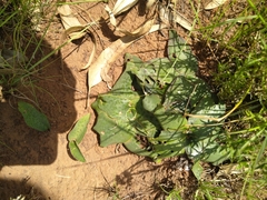 Ledebouria ovatifolia