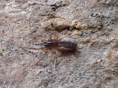 Segestria senoculata