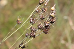 Haemodorum austroqueenslandicum