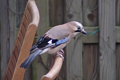 Garrulus glandarius