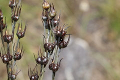 Haemodorum austroqueenslandicum