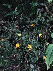 Pultenaea muelleri