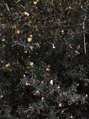 Pultenaea muelleri