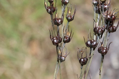 Haemodorum austroqueenslandicum