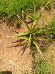 Ledebouria luteola