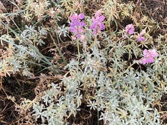 Lupinus albifrons