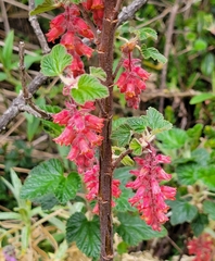 Ribes andicola