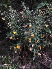 Pultenaea muelleri