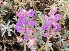 Lupinus albifrons