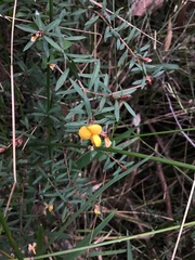 Pultenaea muelleri