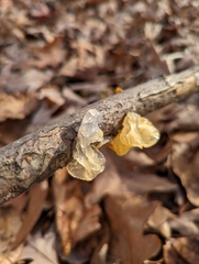 Tremella mesenterica