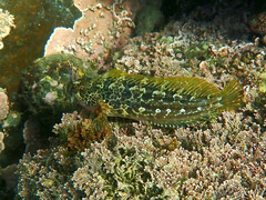Hypsoblennius gentilis