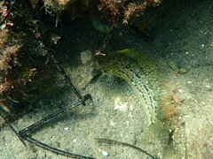 Hypsoblennius gentilis