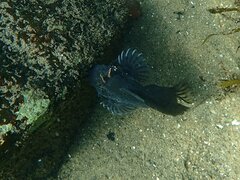 Hypsoblennius gentilis