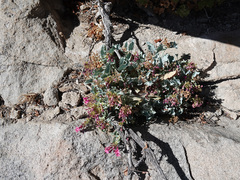 Penstemon petiolatus