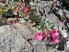 Penstemon petiolatus