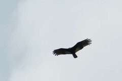 Cathartes melambrotus