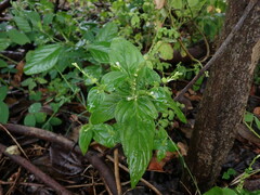 Spigelia
