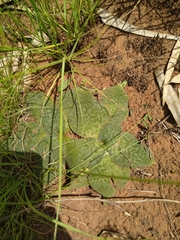 Ledebouria ovatifolia